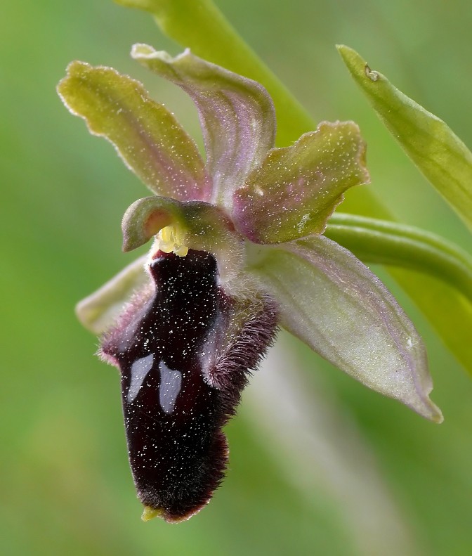 Ophrys promontorii